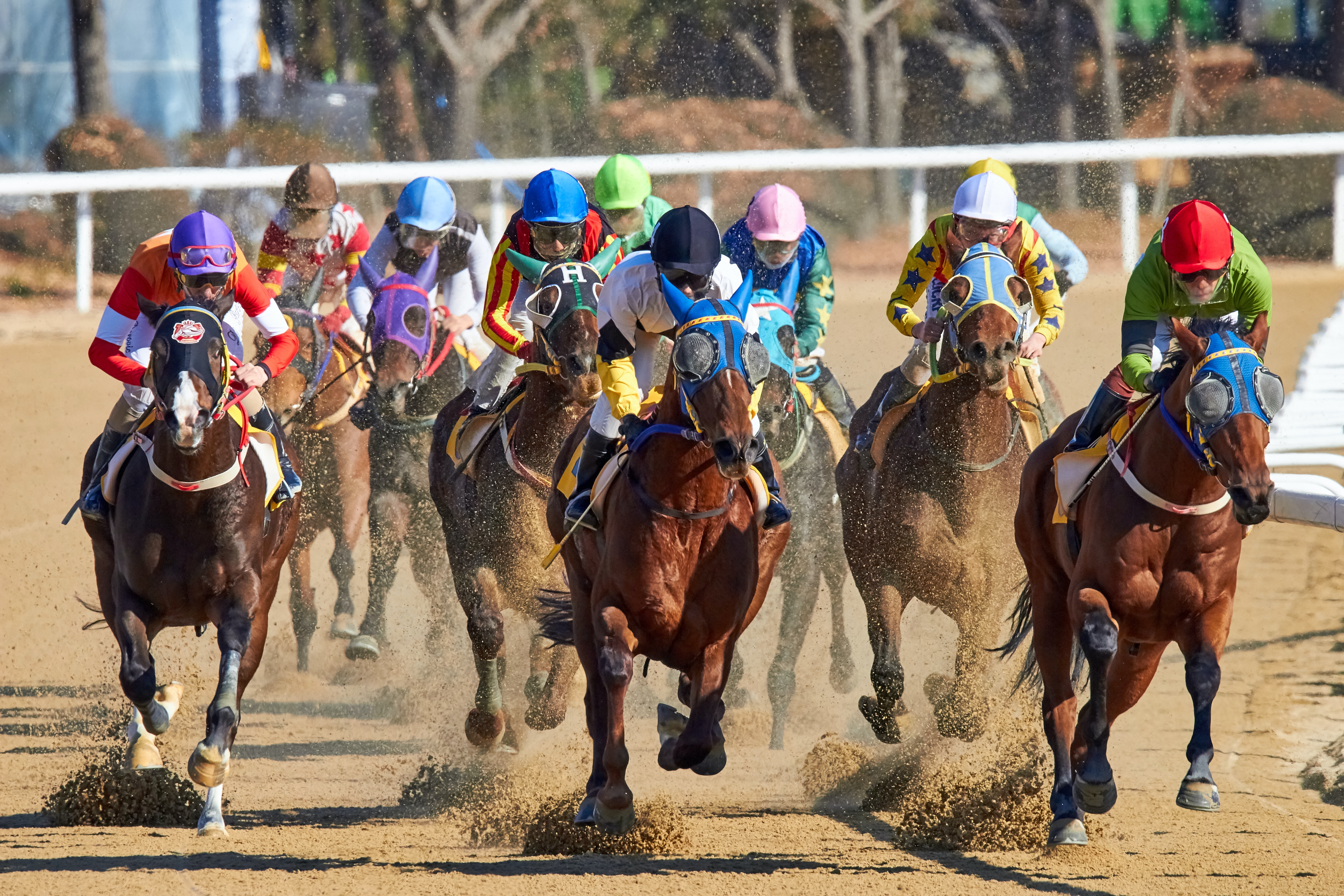 A photo of a horse race. The earliest use of the Kelly Criterion was on horse racing. 
